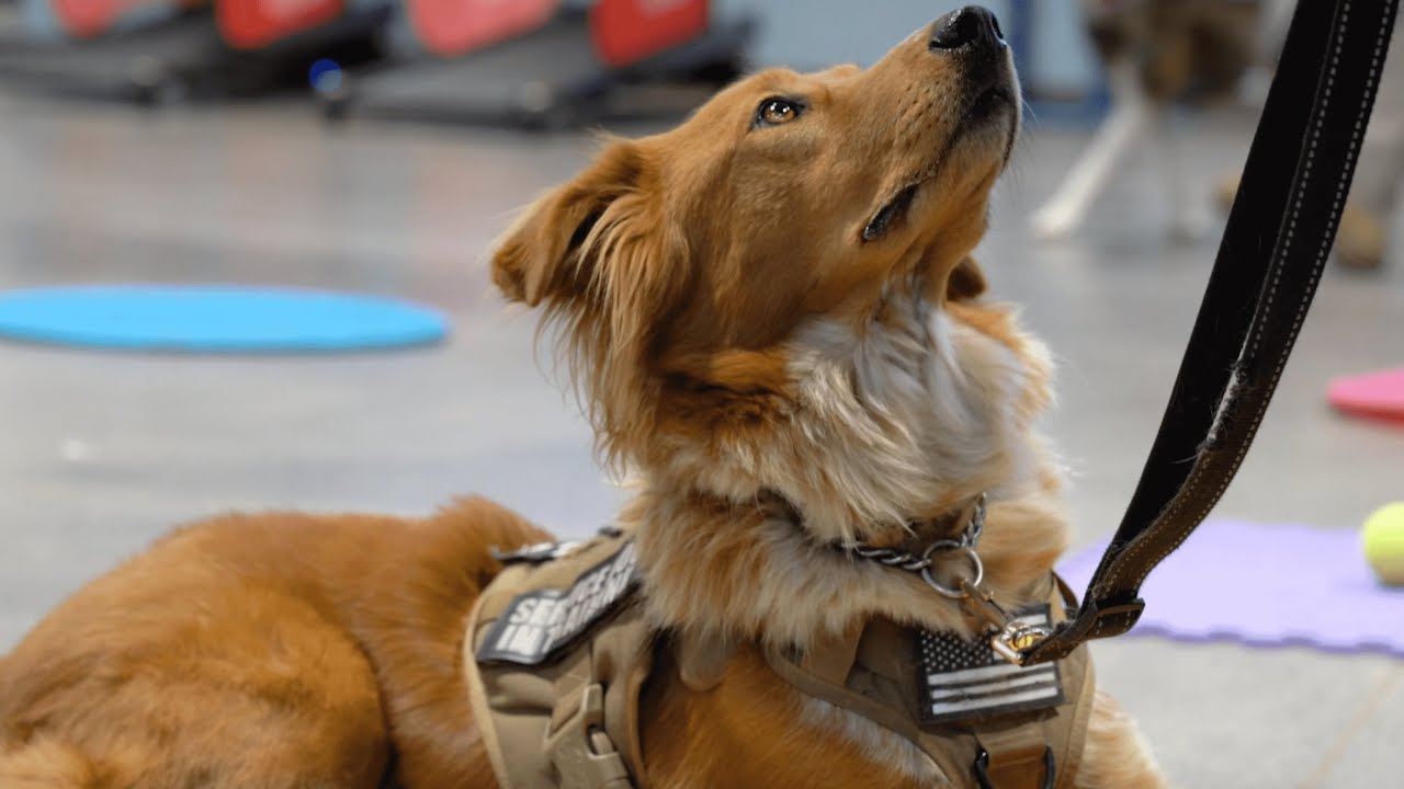 Veterans Day - Soldier's Best Friend