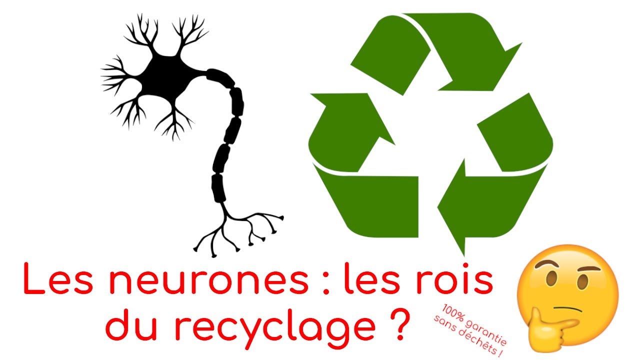 L'autophagie : le système de nettoyage des neurones ! | LDDC#7