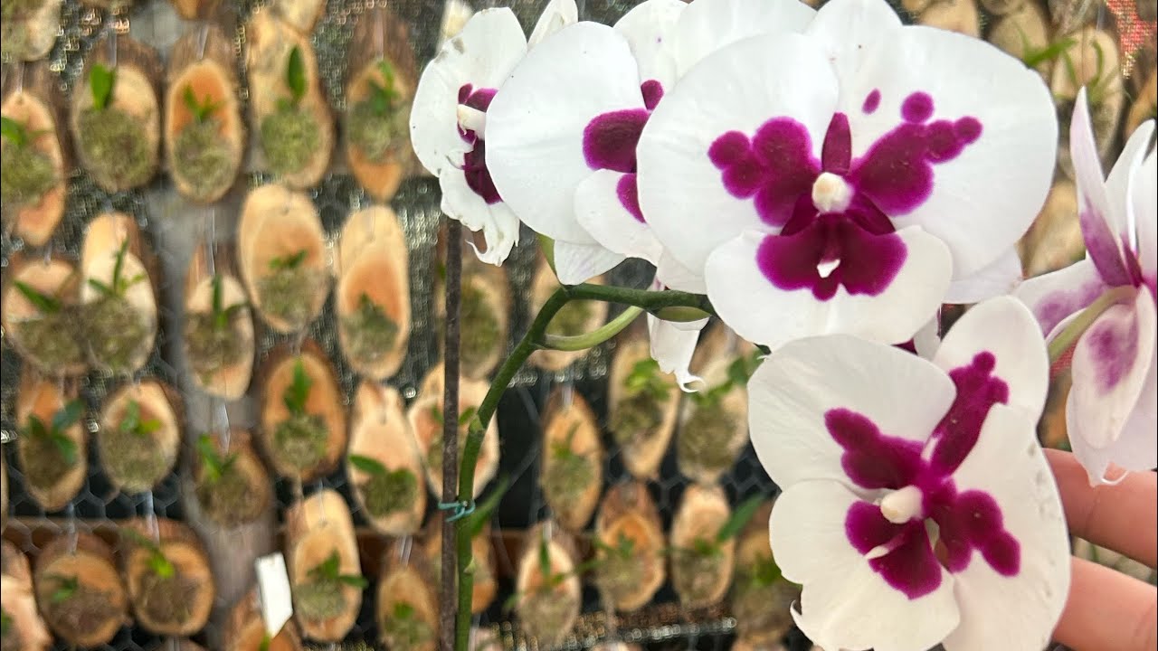 Lindas de maravilhosas para vocês !! 11992610018