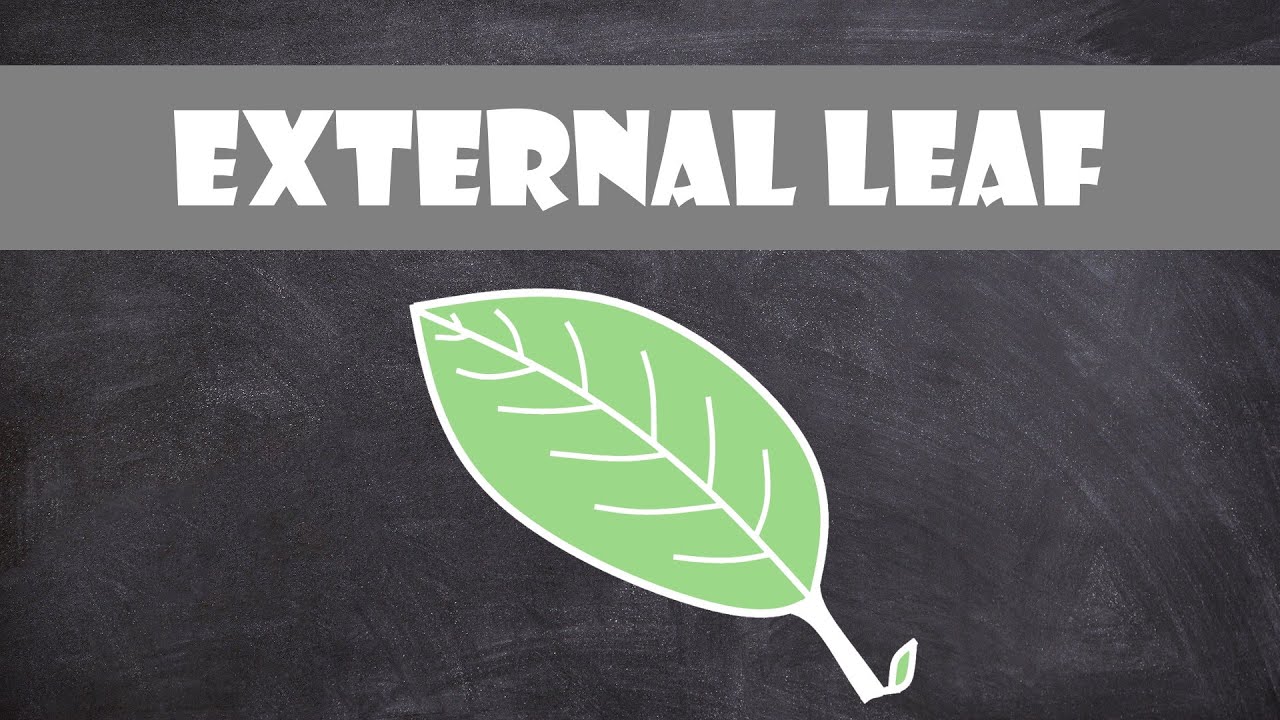 External Leaf Structure | Plant Biology