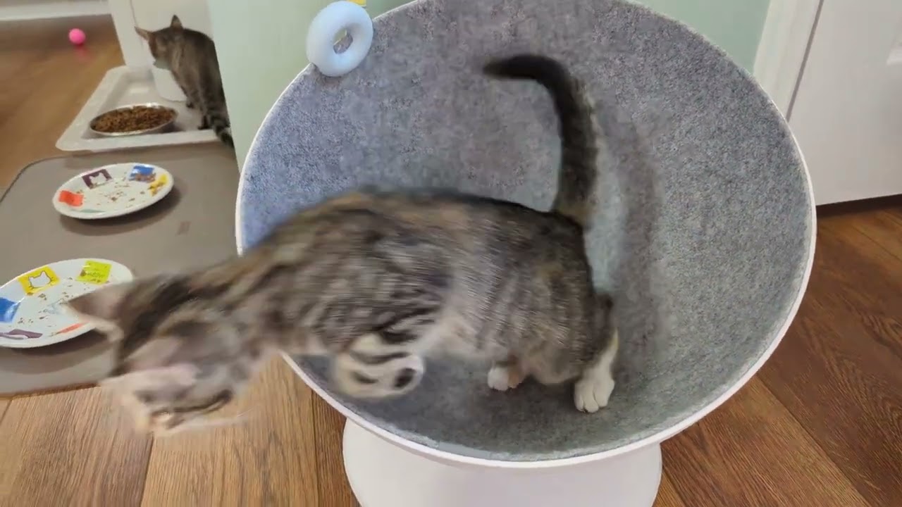 Nestlings: Play time in the kitten room