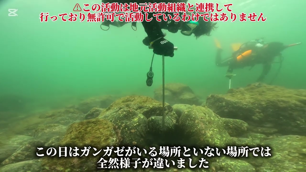#ガンガゼ駆除