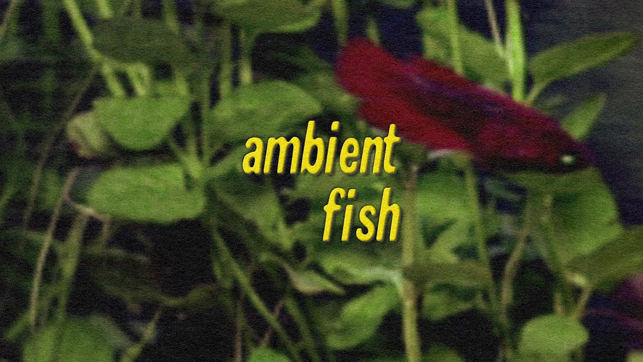 Ambient Fish with Richard