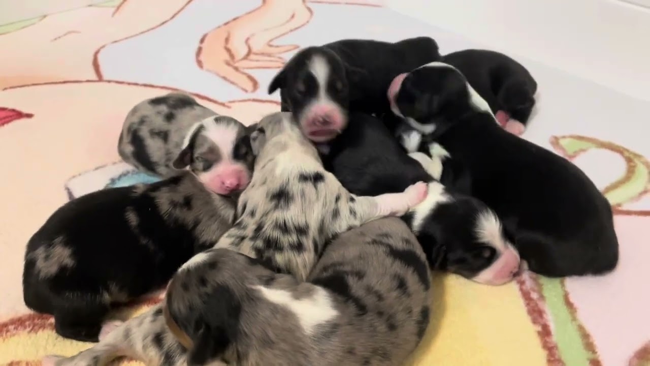 High Desert Aussies Brinkley’s Puppies