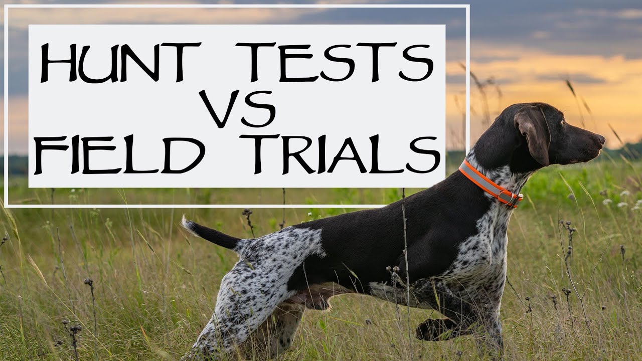 Differences Between Hunt Tests And Field Trials- YAWA Dog Training Podcast: Episode 39 Question 5