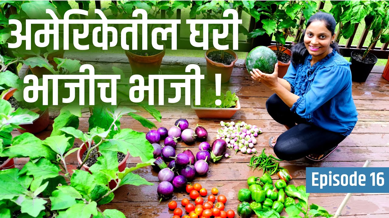 भाजीच भाजी - चला पाहुयात माझ्या घरच्या बागेतील भाजीपाला, Harvest Patio Vegetables !! 