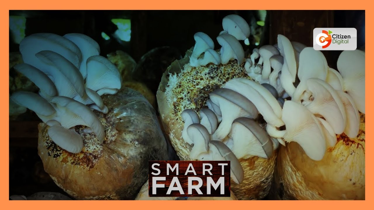 Focus on Oyster Mushroom farming in Kiambu