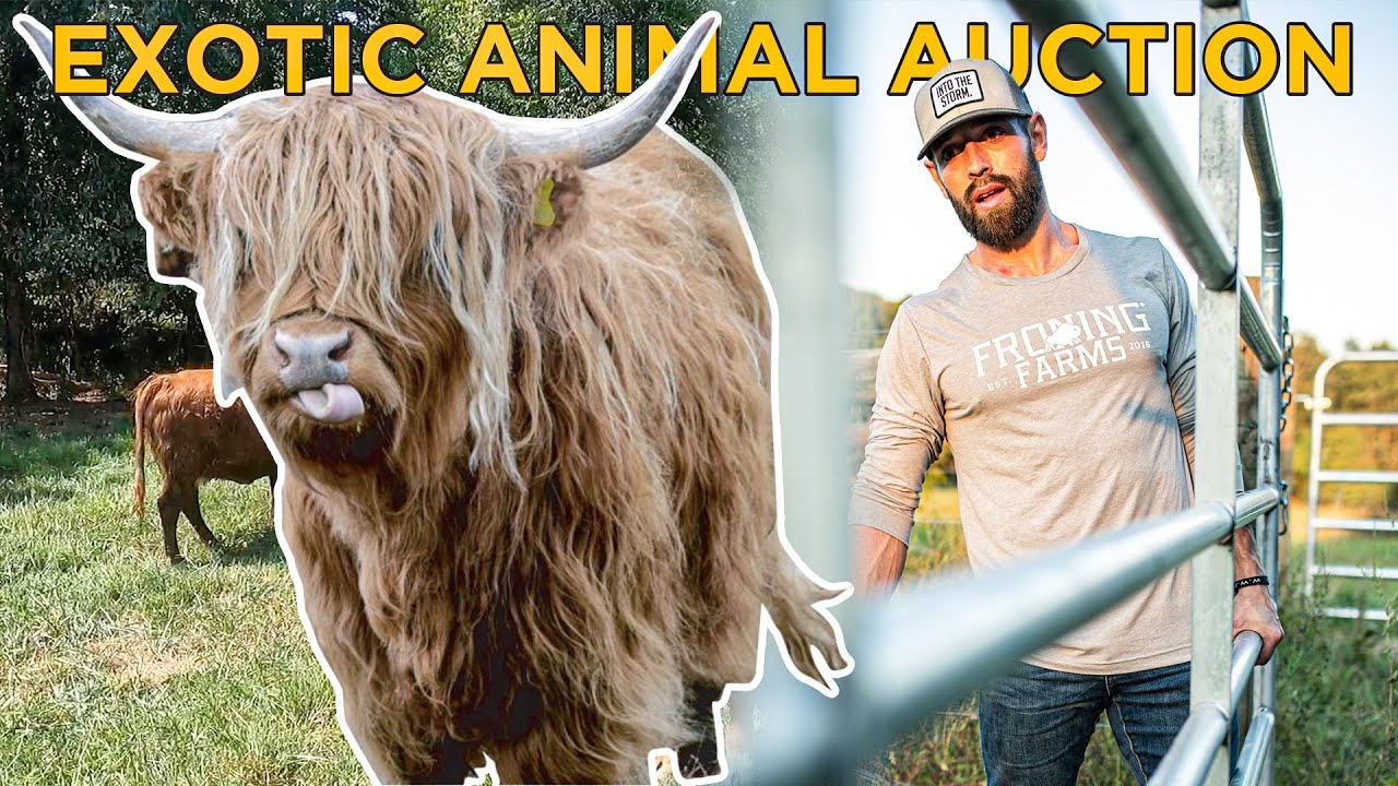 Our First Auction: The Mini Highland Cow Search