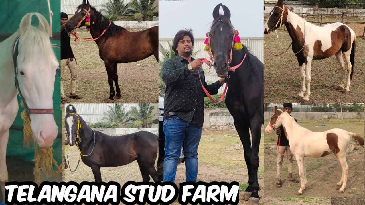 Telangana Stud Farm Hyderabad | Baby Horse available | Marwadi Horses Market in Hyderabad India