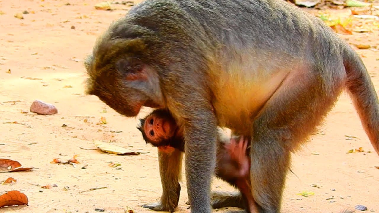 Jade Angry Newborn Baby! Why Jade So Fast Angry Tiny Baby Newborn Monkey Like This!