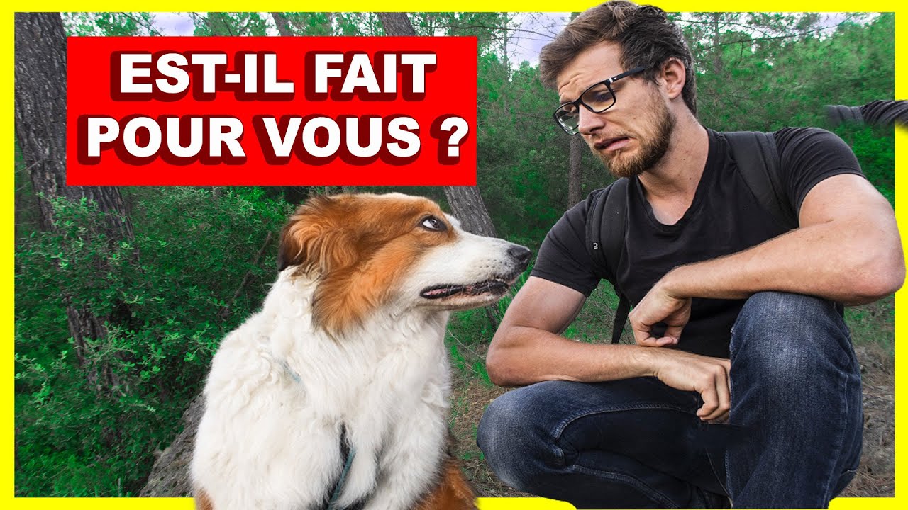 Le chien parfait n'existe PAS