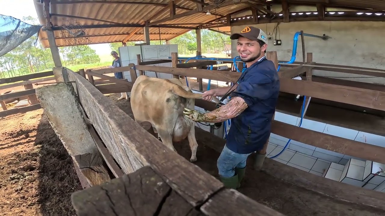 Passando ultrassom nas vacas