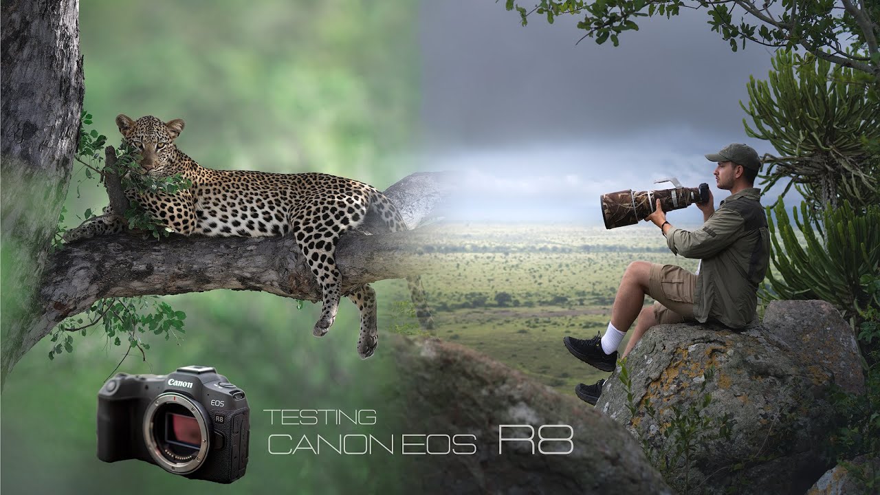 Test Canon EOS R8 -  Un mese di fotografia wildlife in Sudafrica