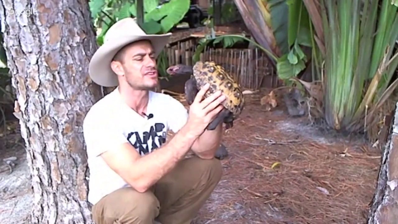 Hanging With The Cherry Head Tortoises Live!!