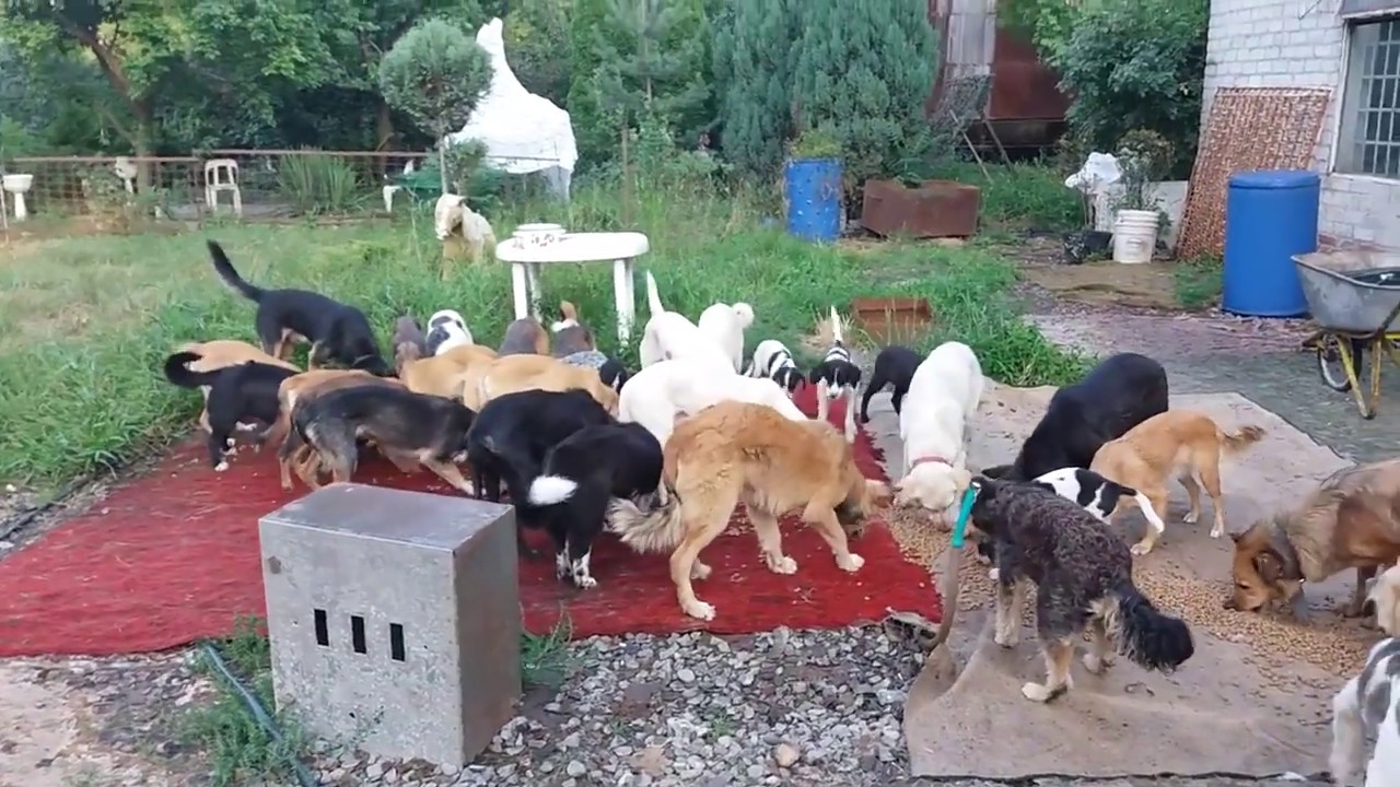 Hundehilfe Russland, Tierheim Wladikawkas