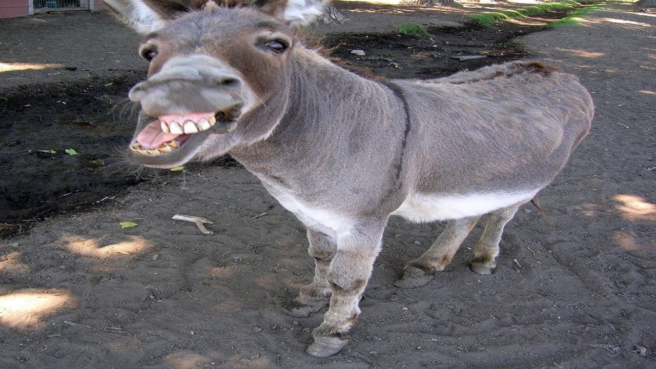 Donkey Sounds - Noises