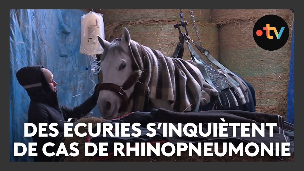 Des écuries s'inquiètent après un cas de rhinopneumonie équine