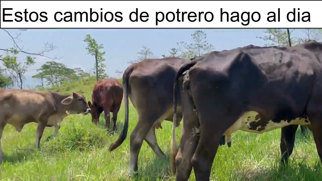 ¿cada cuanto debo mover a mi ganado de potrero? I Rancho el Esfuerzo