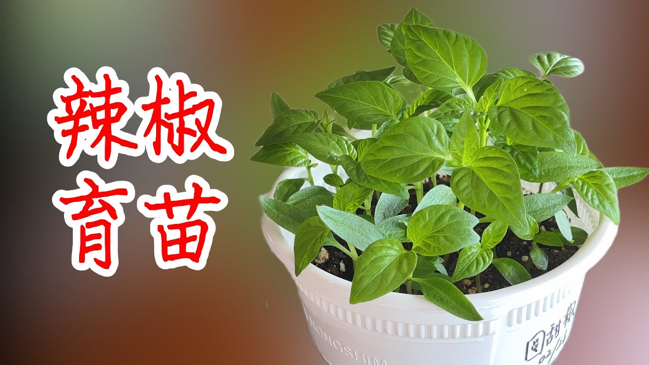 【种植小白必看】辣椒和甜椒快速催芽育苗 如何早育苗早采收苗 怎么获得免费种子 (内有去年辣椒丰收的视频)