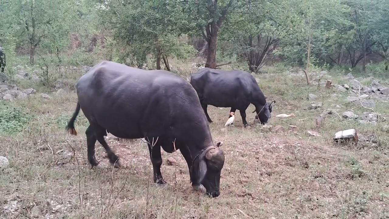 Buffalo trending video black Buffalo #buffalo