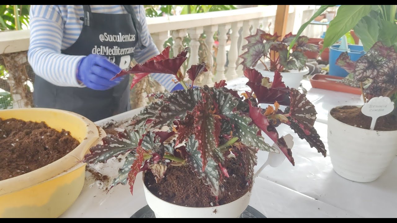 OTRAS PLANTAS DE INTERIOR