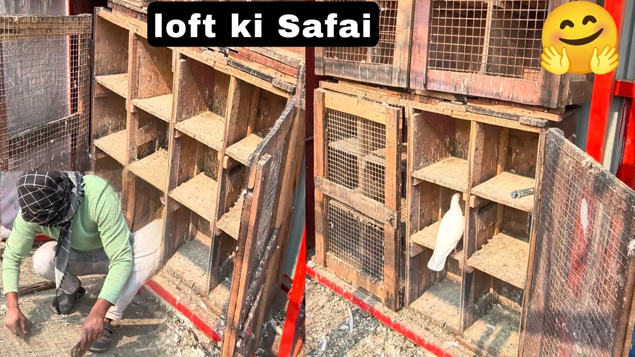 Loft ki Safai  kabutar bimar Ho Gaya  tha😞#vlogs 