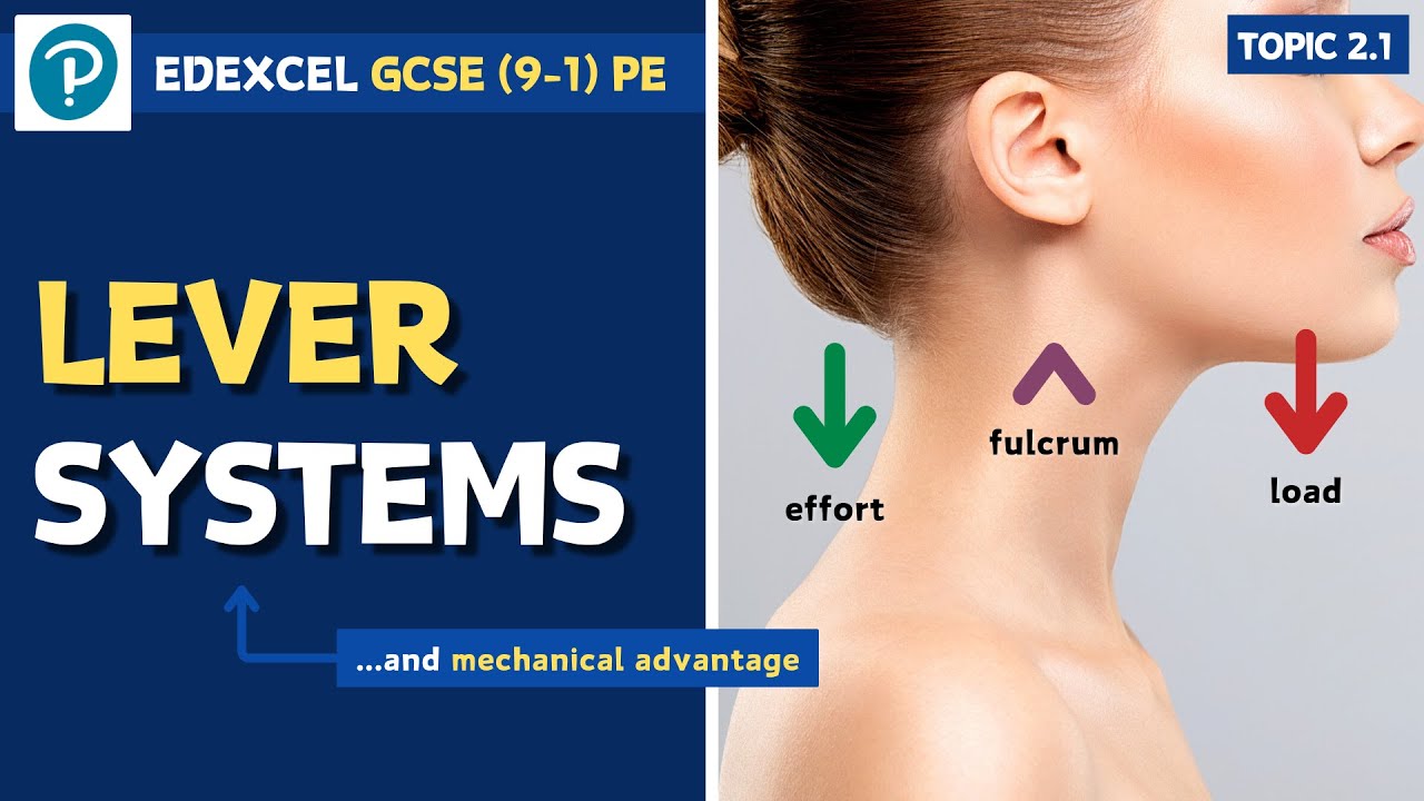 Edexcel GCSE PE - Lever Systems (and Mechanical Advantage) - Movement Analysis (2.1)