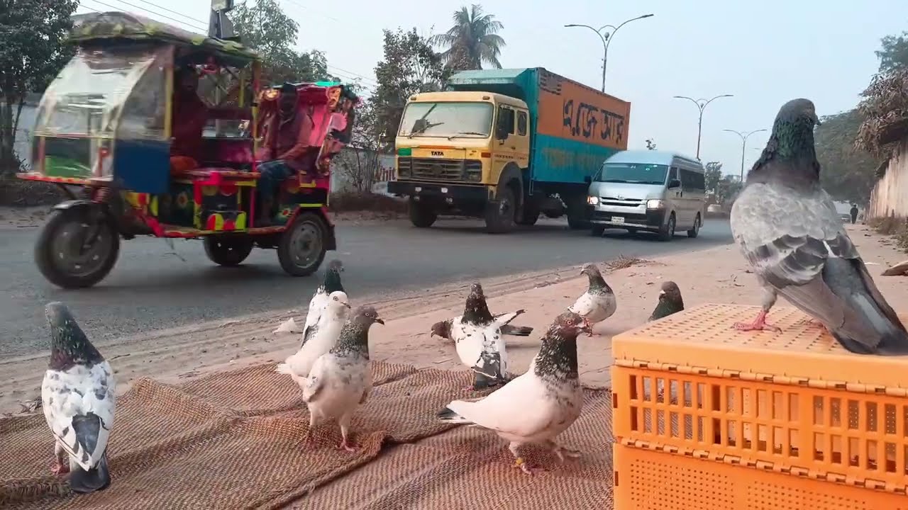 অনেকদিন লক থাকার পরে ডাইরেক্ট পল্টি || Sky Pigeon Loft ||