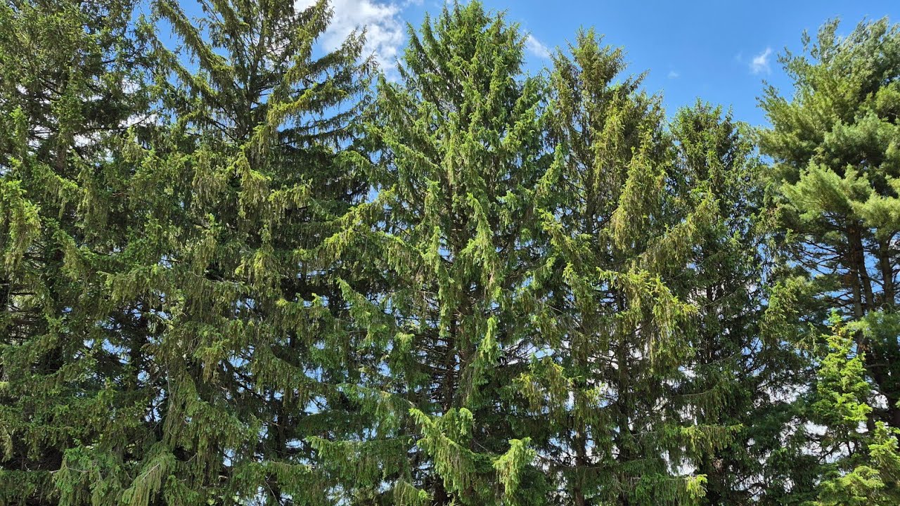 Breezy Treezy 2 hour rural relax