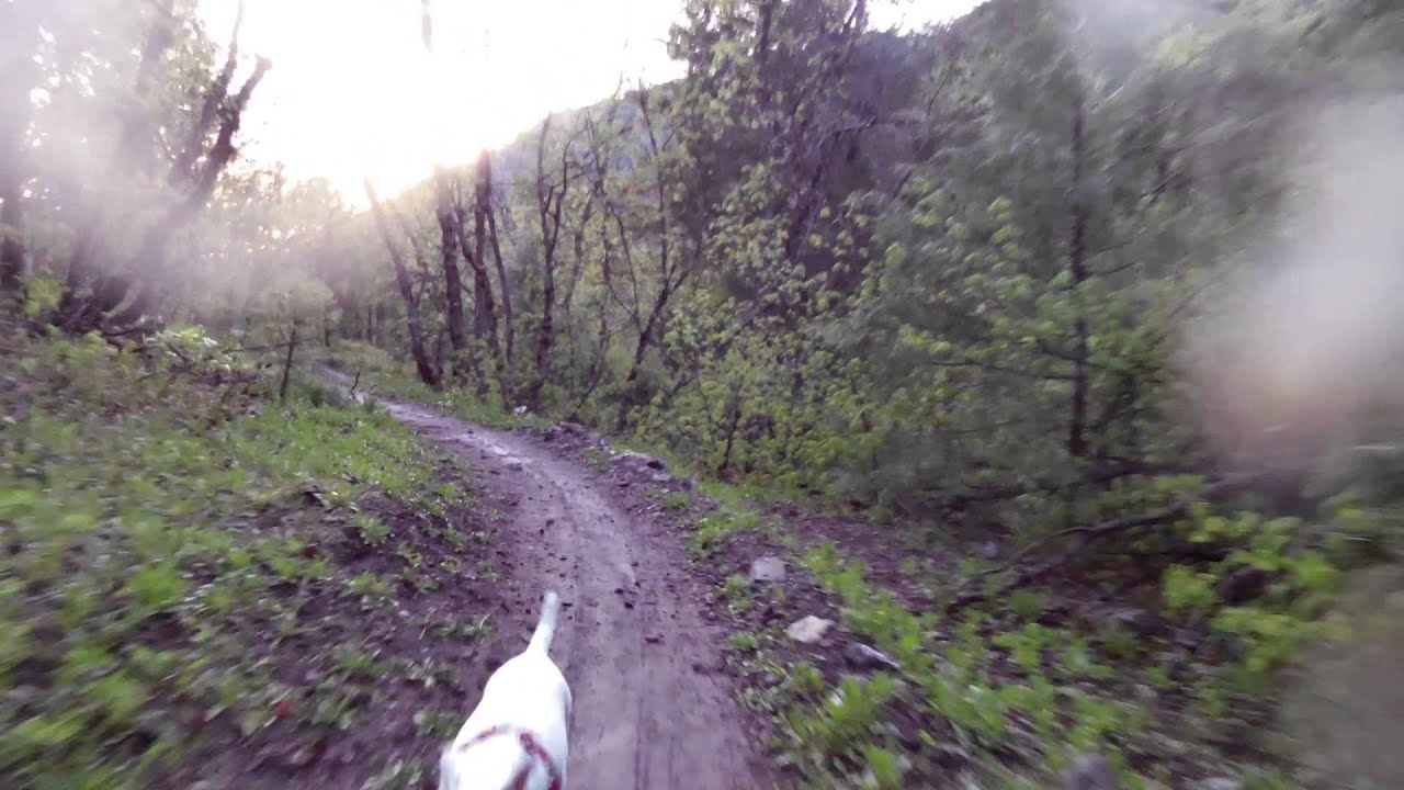 Porsche the Jack Russell Terrier trail running