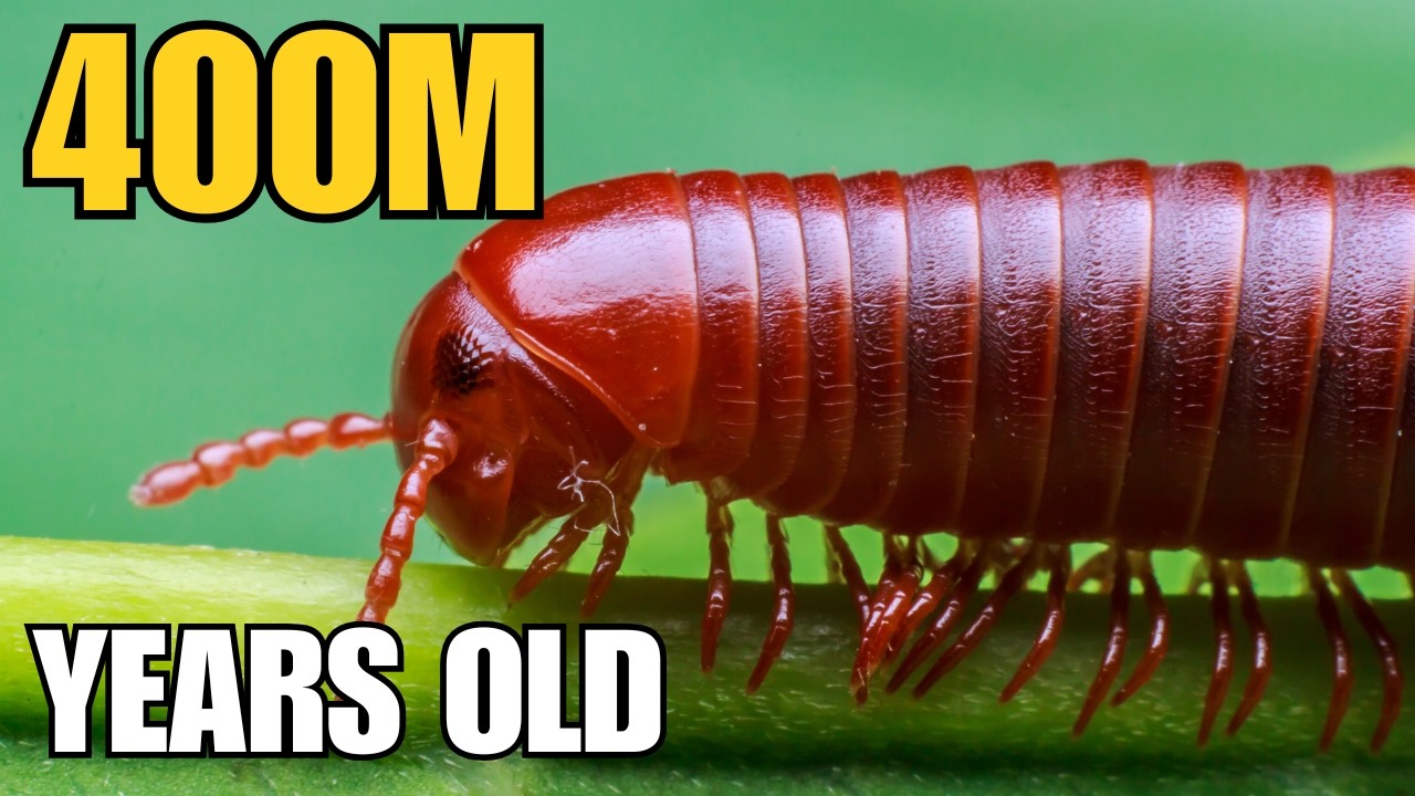 Millipedes are not insects — and they evolved 400 million years ago