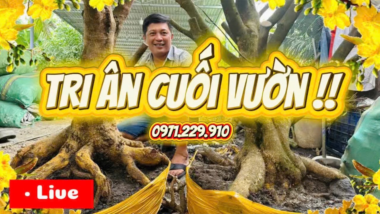 LIVE 🌼21h 30/01 ưu đãi tri ân  cuối vườn mai giá rẻ 📞0971229910 Liêm