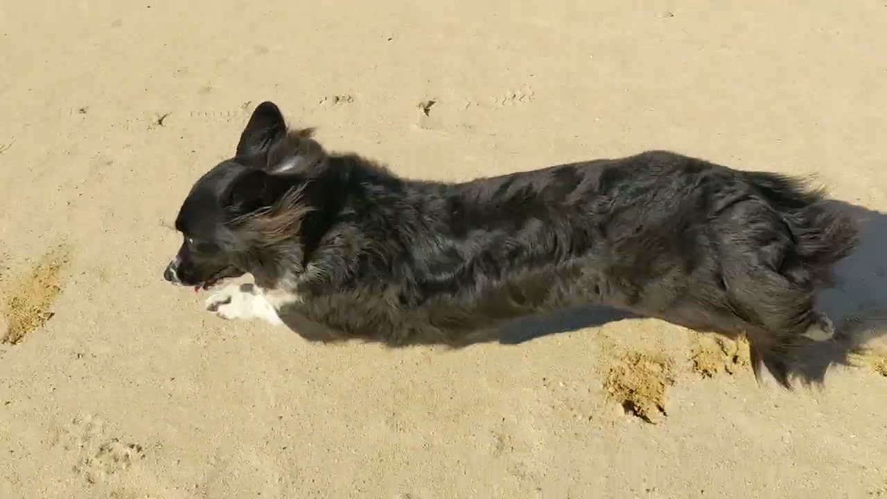 Corgi zoomies with Kaiah