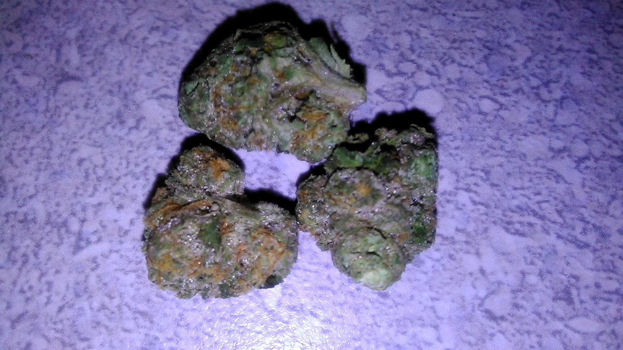 Animal Cookies