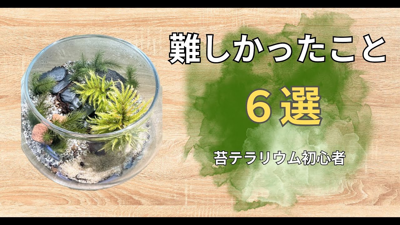 苔テラリウム制作で難しかったこと「6選」
