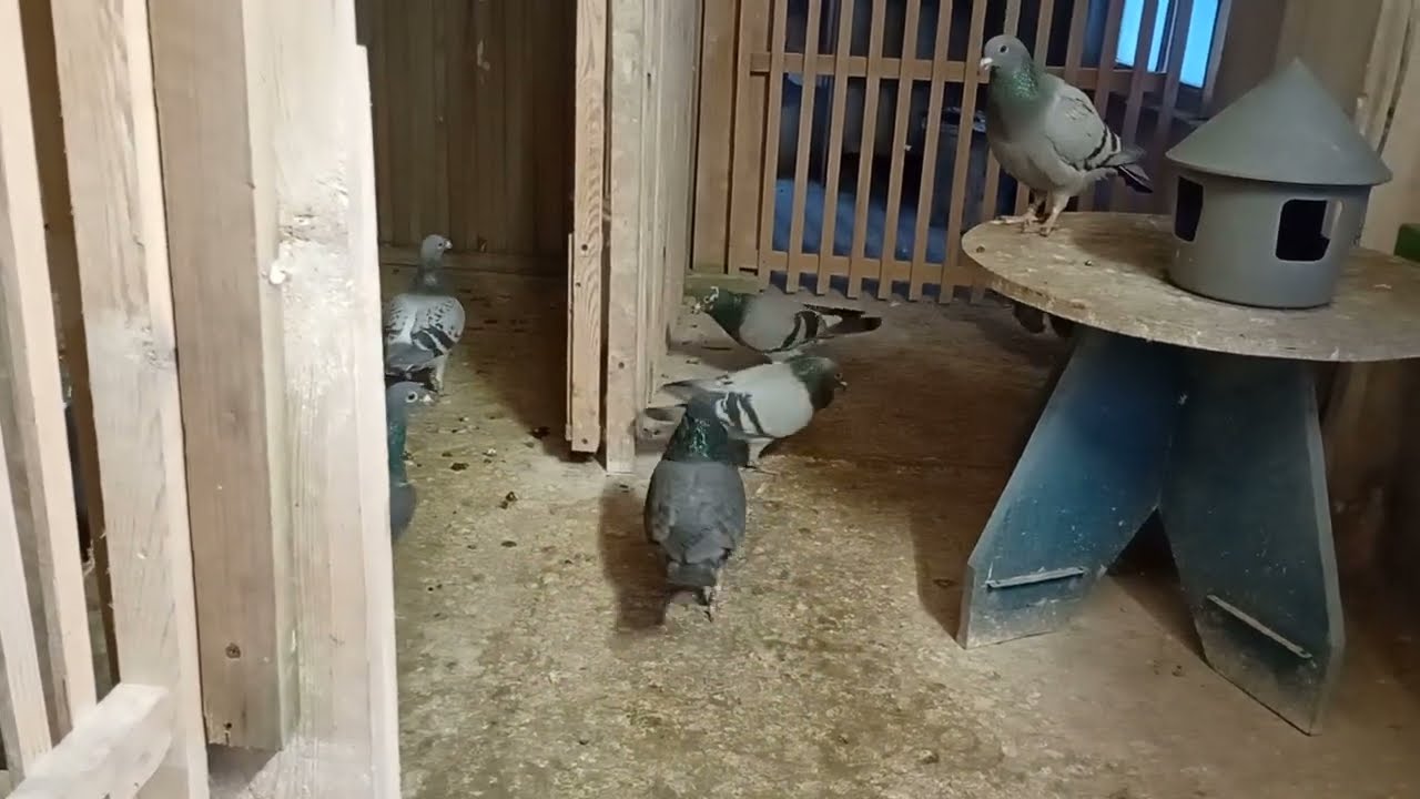 Parowanie gołębi- po prostu ❤️‍🔥❤️‍🔥❤️‍🔥
