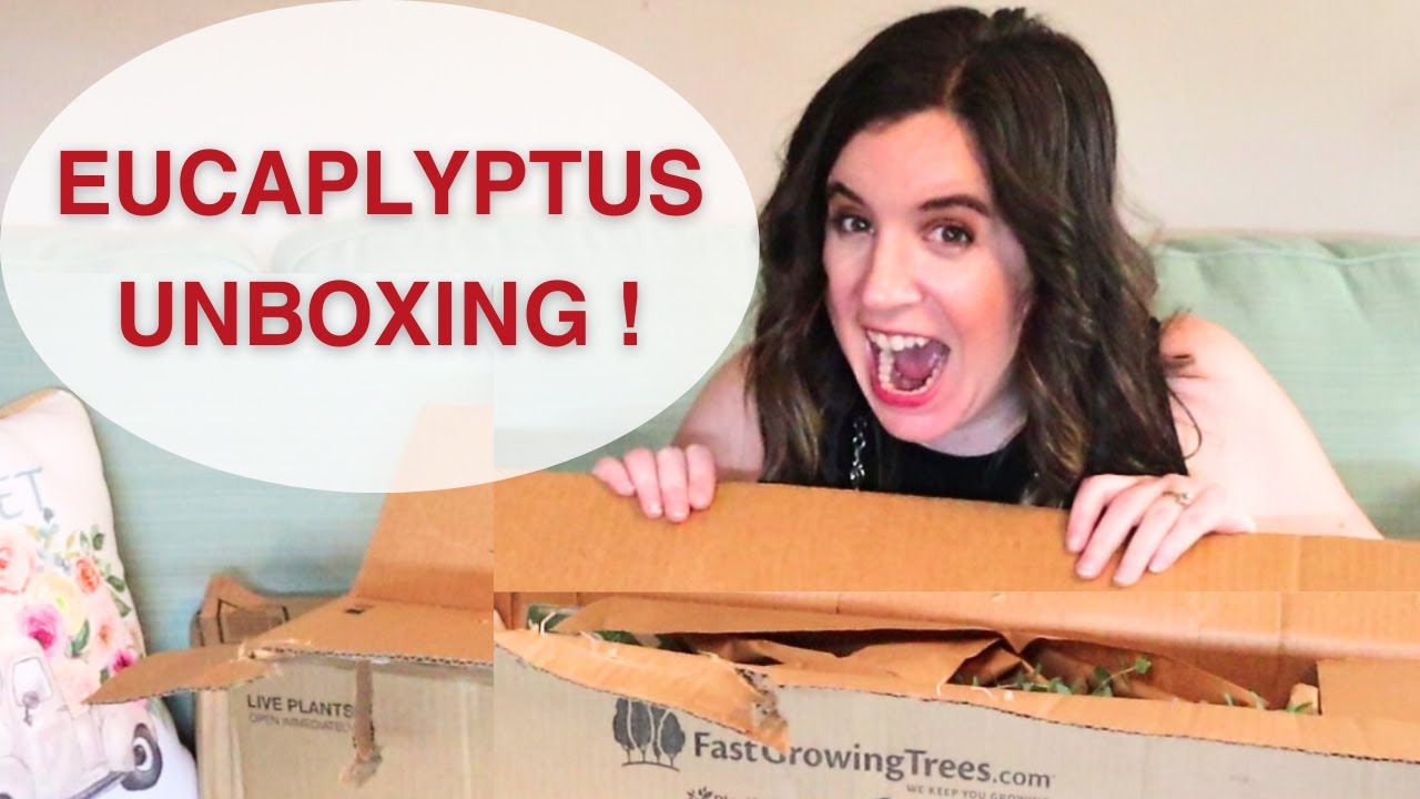 Exciting Eucalyptus Unboxing and Flower Farm Update!