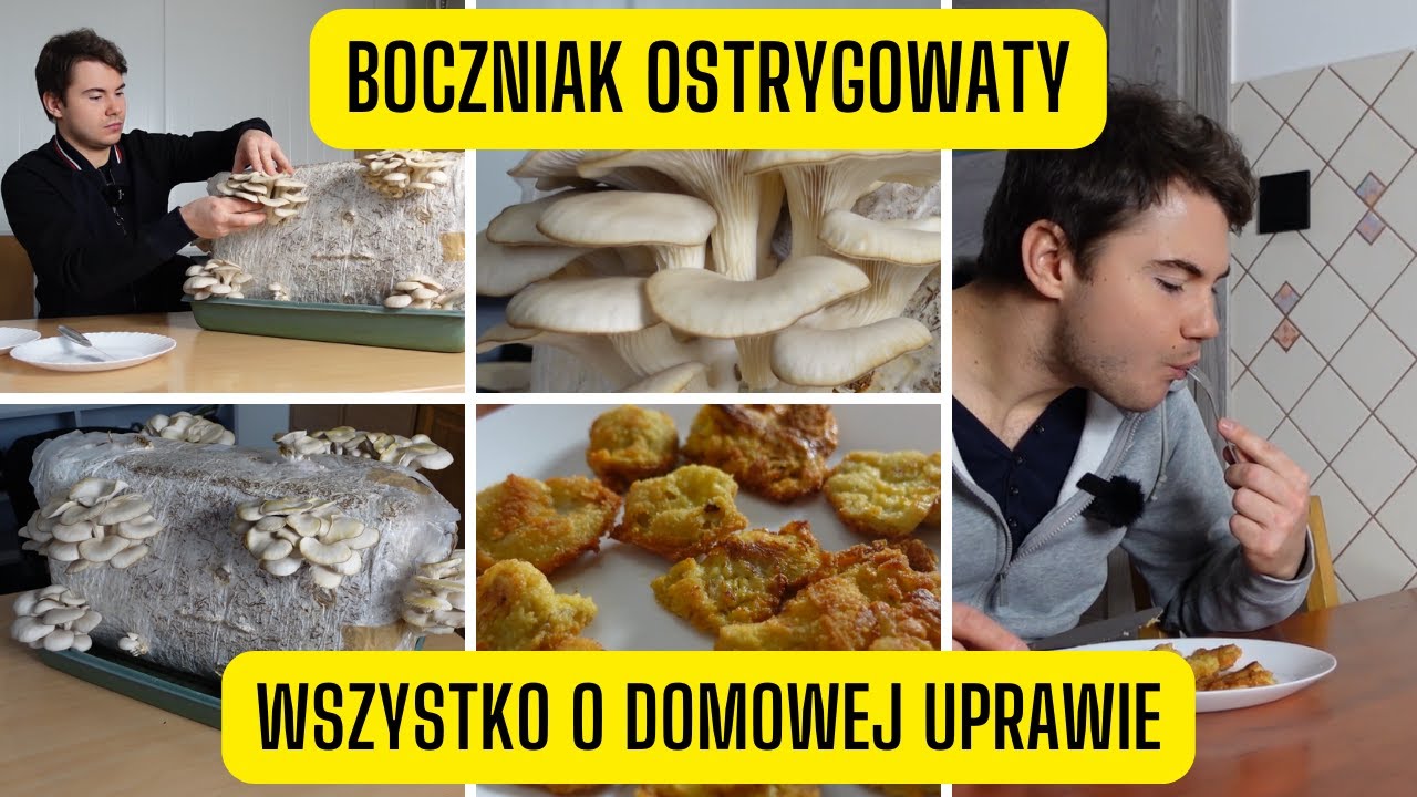 Boczniak ostrygowaty &ndash; domowa uprawa z balotu (od zakupu do zbioru krok po kroku)