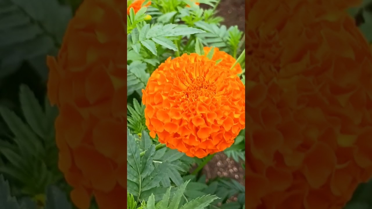 Use this technique to increase yield in Marigold Farming. nutrient management in Marigold Farming.