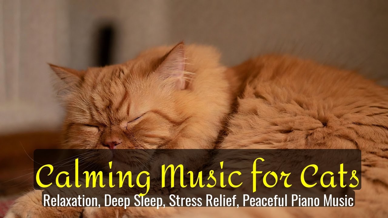 LIVE Calm Sleeping Kitten for Better Rest 🌙 | Season 83