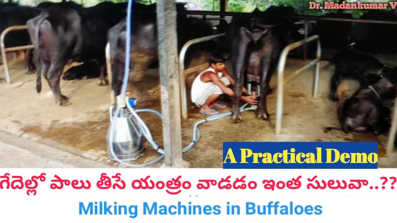 Successful use of Milking Machines in Buffaloes Telugu| Dr. Madankumar Vet