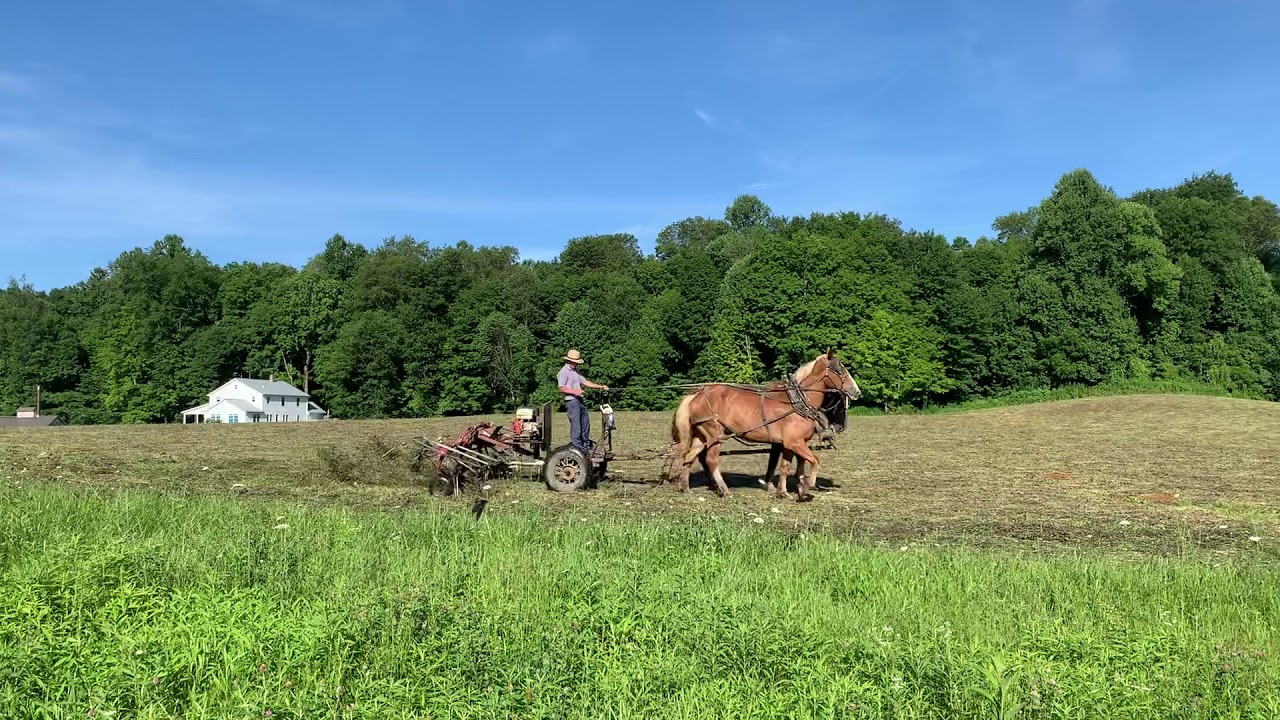 Amish Farmer Draft Horse Team in Hayfield