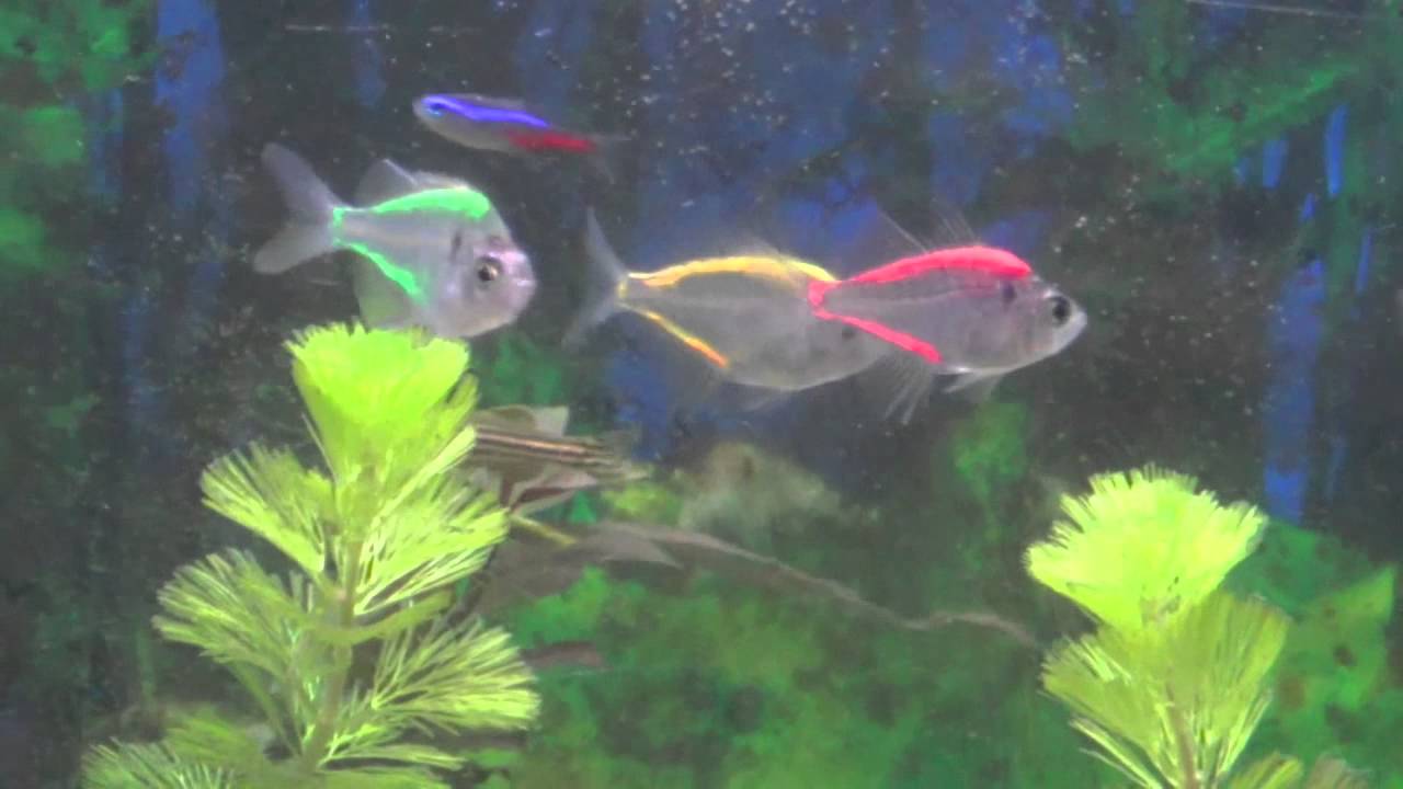 Painted Glass Fish, the shocking truth
