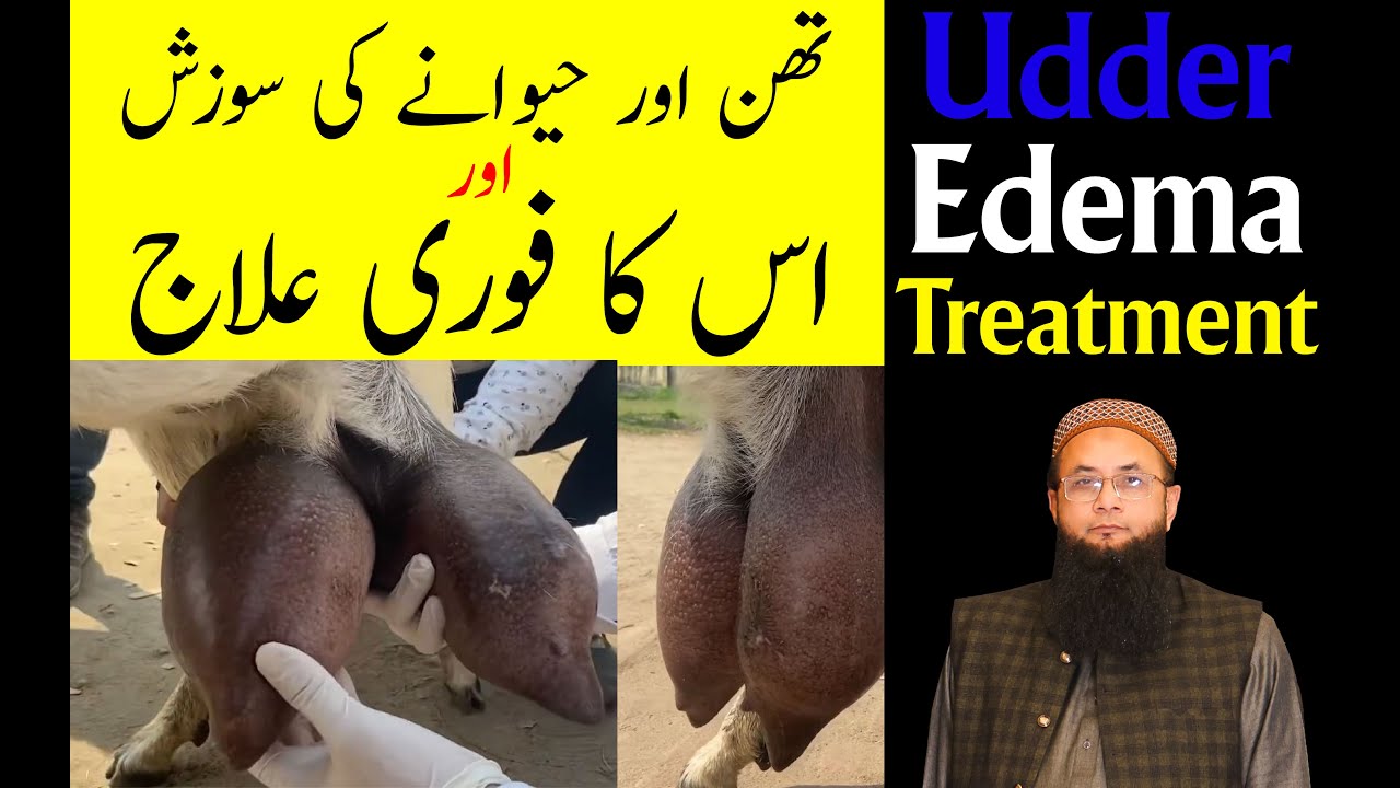 Udder Edema Treatment 2023 | Oedematous Mastitis | Hawana ka Masla