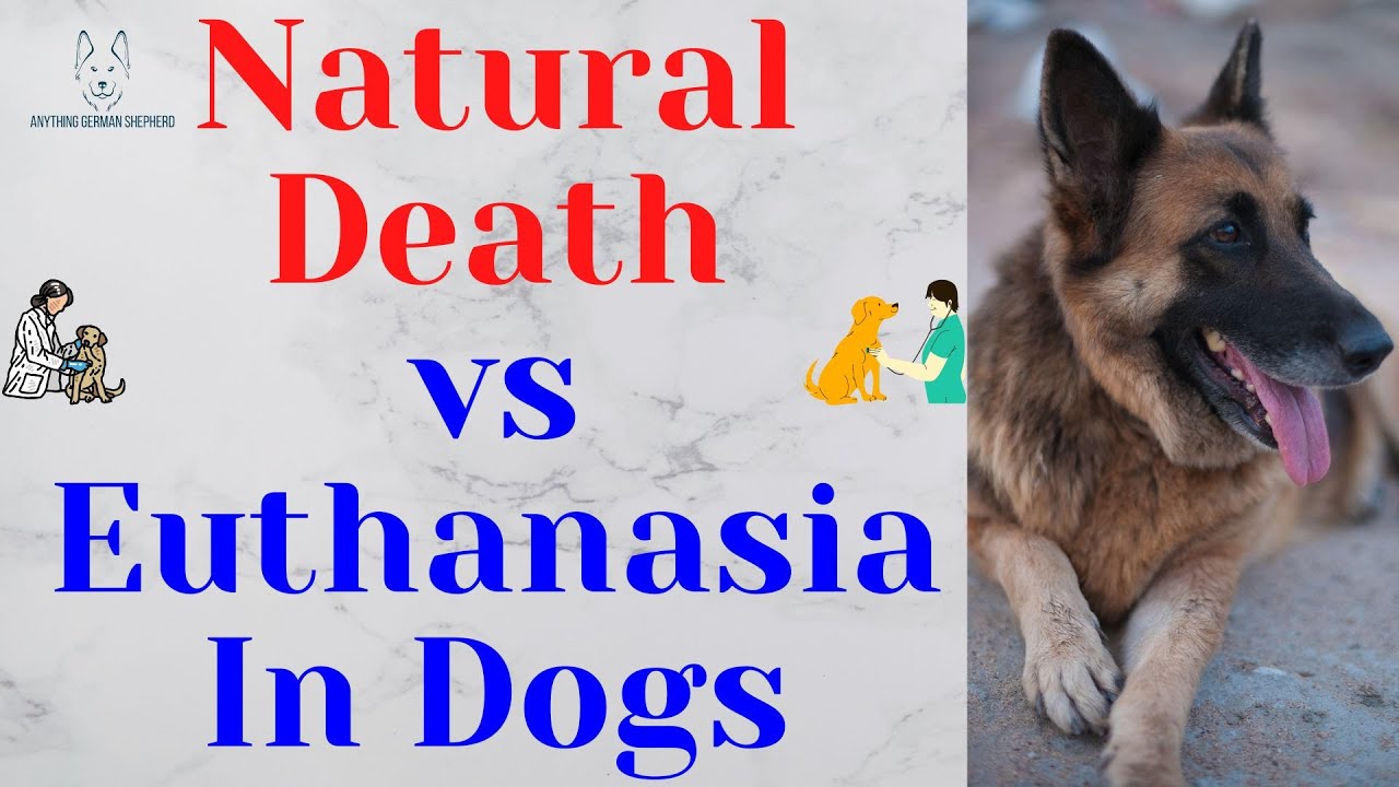 Natural Death vs Euthanasia in Dogs (is it inhumane to let a dog die naturally?)