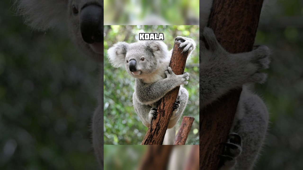 Cutest Animals in the world You've Never Seen! #cutestanimals #wildlifefacts  #animalfacts