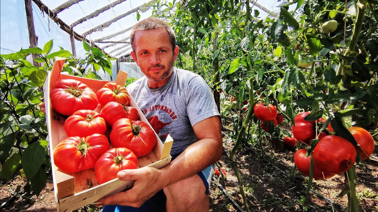 Info - Gazdinstvo Antić iz Ćuprije uzgaja džinovski paradajz - (TV KCN 30.07.2020)
