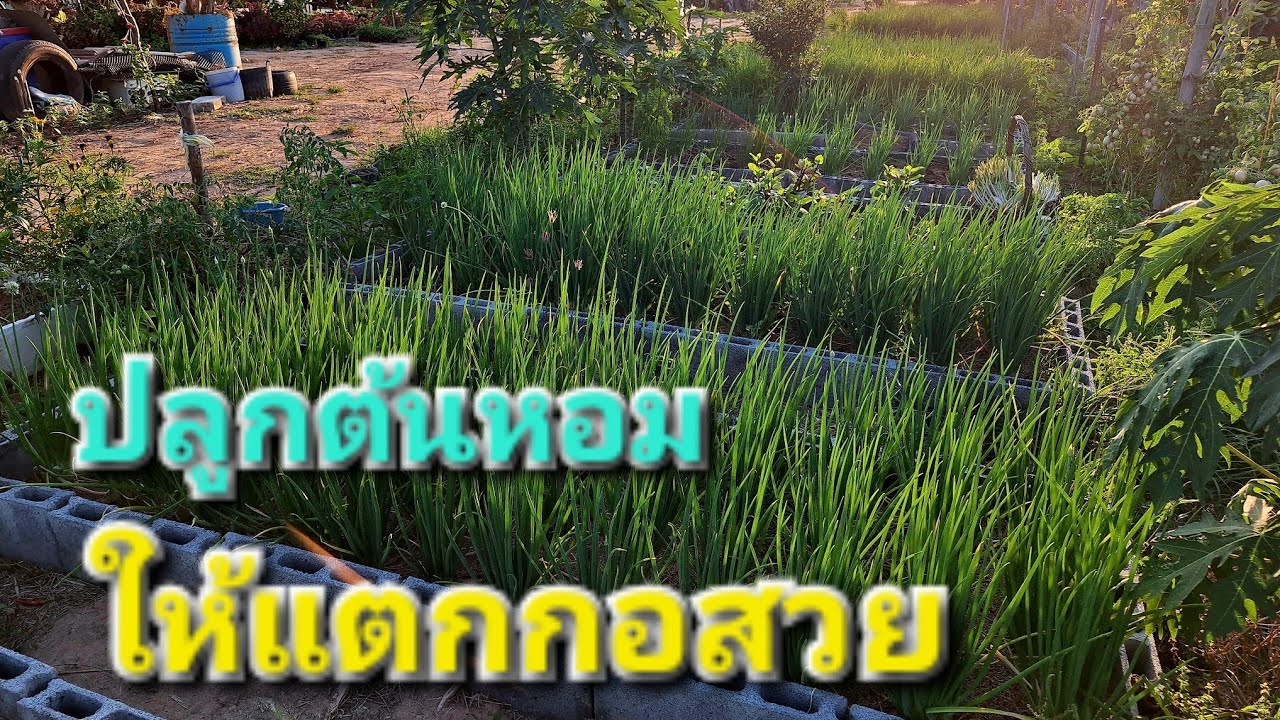 เทคนิคการดูแลต้นหอมให้สวยงามทั้งสวน