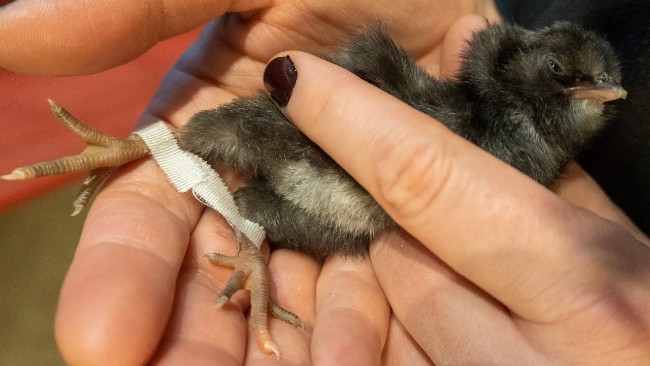 SPREIZBEINE bei Küken 🐤 HEILEN in wenigen Tagen