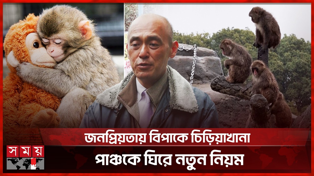 The mother who lost her baby and was wrapped in a doll is returning to normal life! | Viral Baby Monkey Punch | Somoy TV